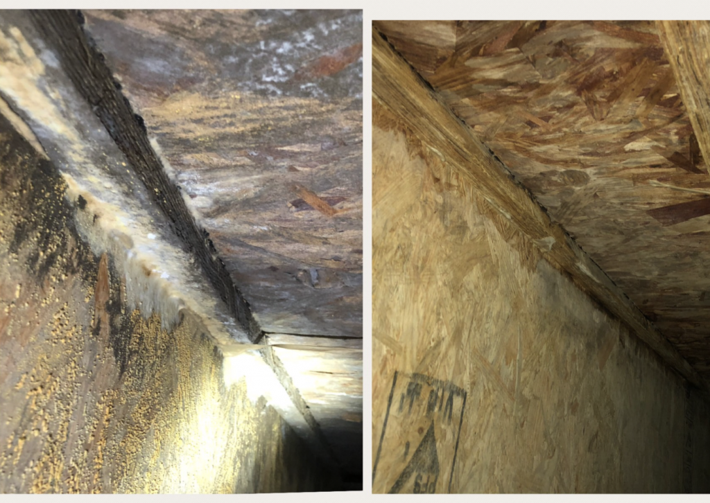 mold growth - mold on wood - mold removal - mold remediation