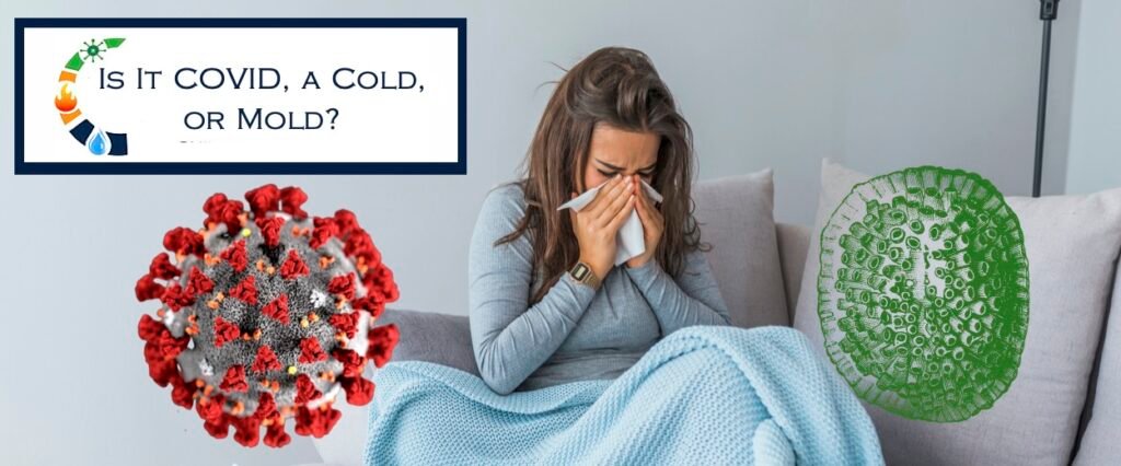 Wondering If It's COVID, a cold, or mold? - Independent Restoration Services